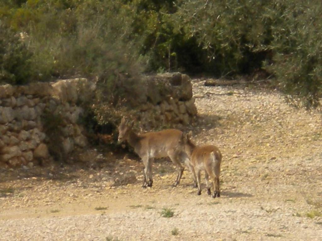 Casa Rural Con Jacuzzi en Castellón Chert Quarto foto